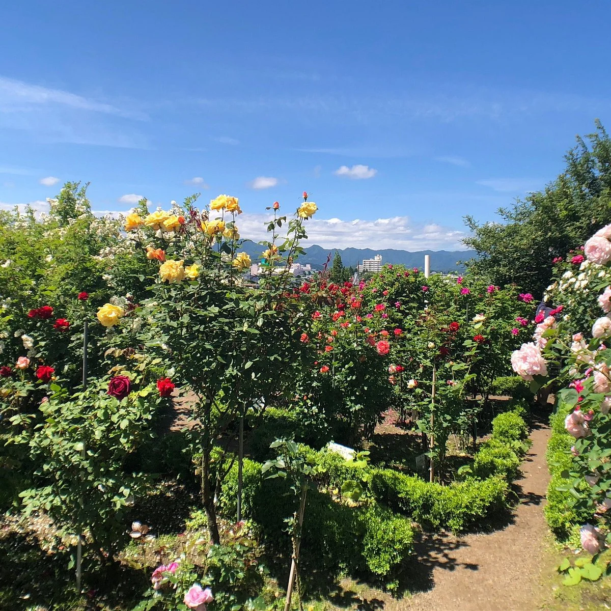 Ishida Rose Garden