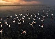 Pulicat Bird Sanctuary