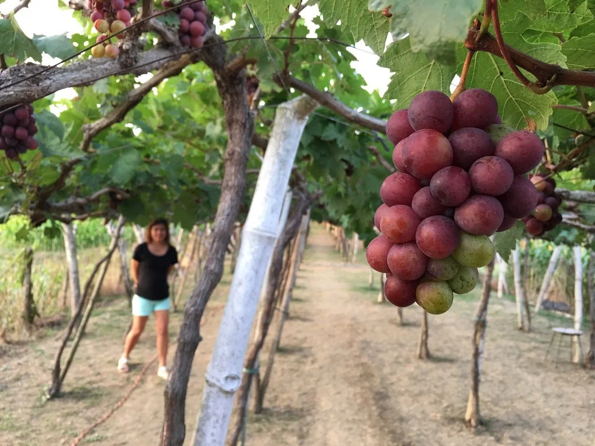 Gapuz Grapes Farm