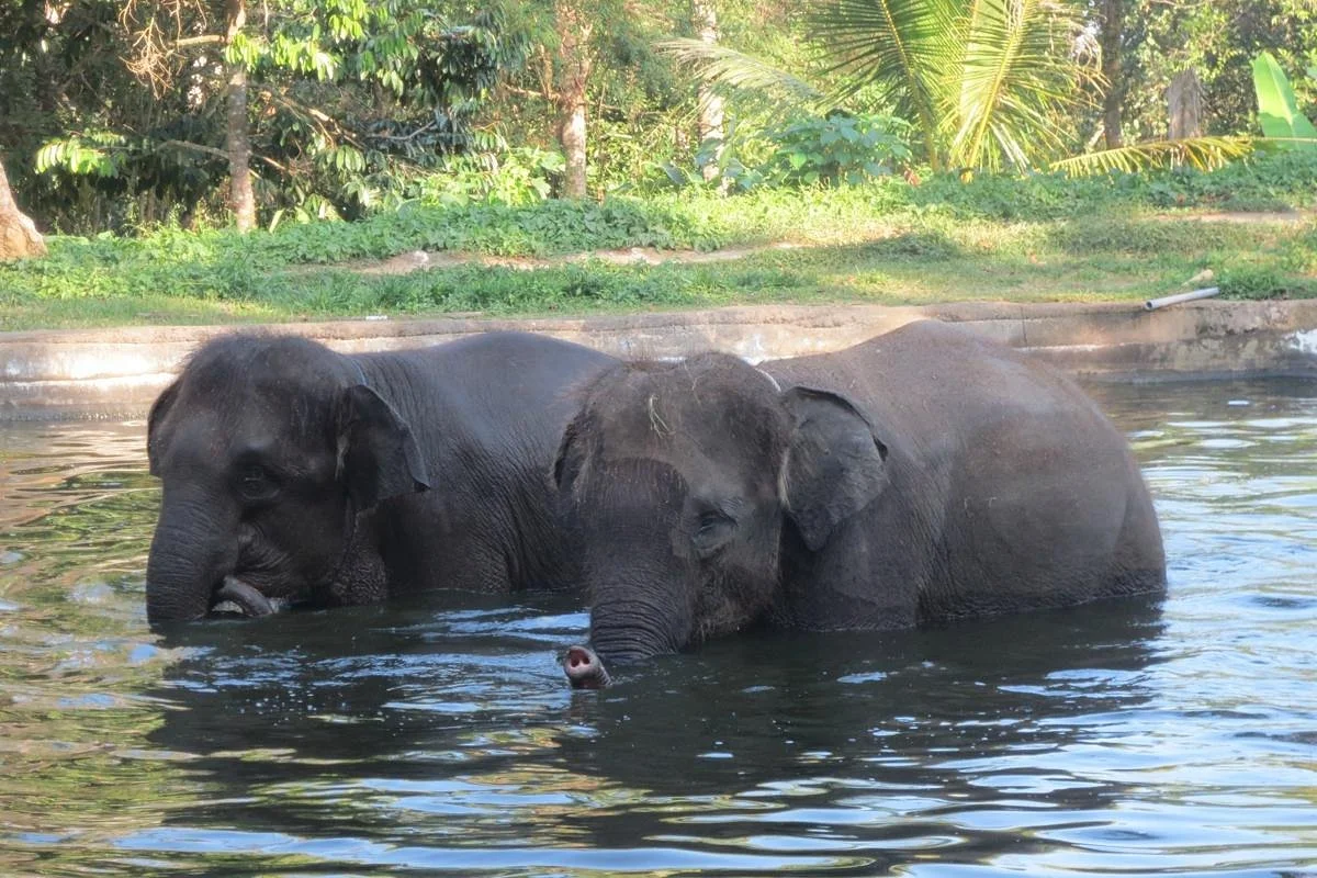 Bali Elephant Camp
