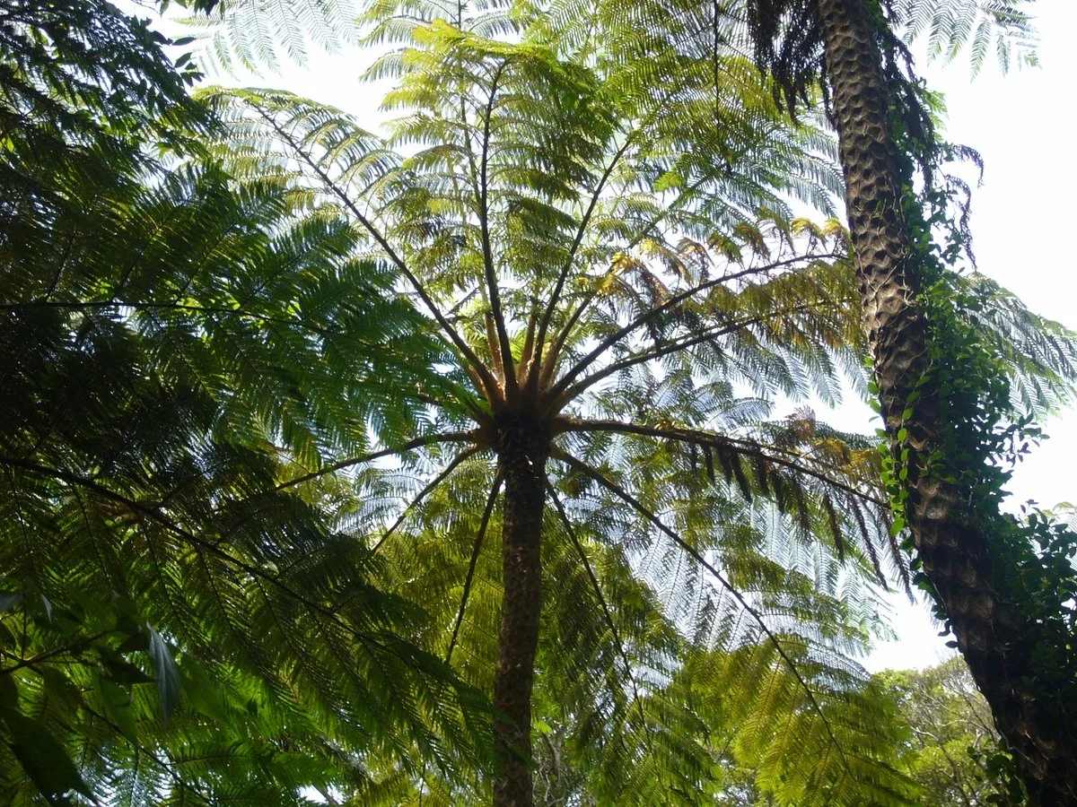 Kinsakubaru Forest