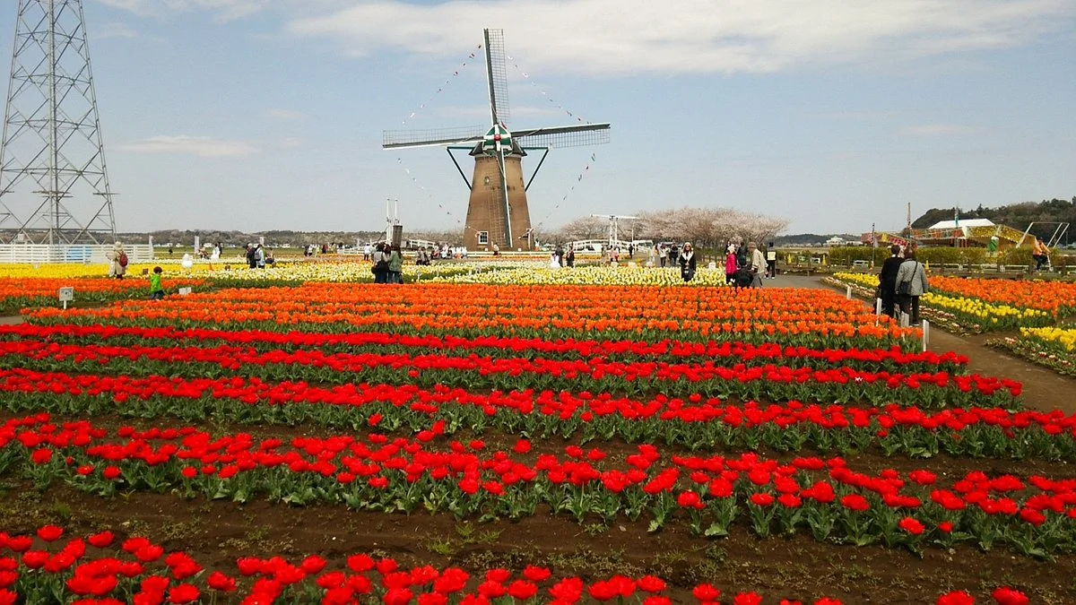 Sakura Tulip Festa