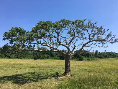 Jomalig - Photo 4