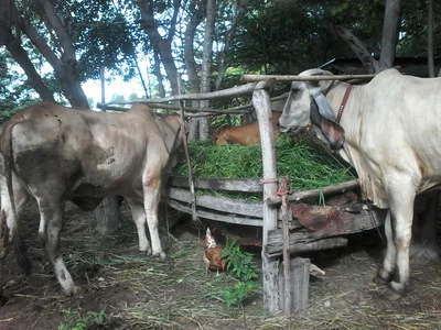 Si Chomphu - Photo 4