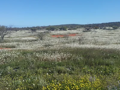 Morawa - Photo 2