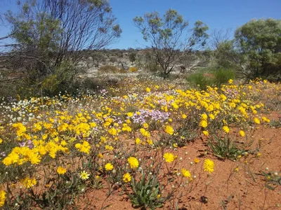 Morawa - Photo 5