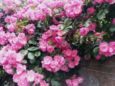 Minamisaitama-gun - Photo 4