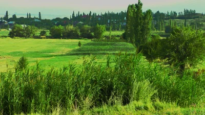 Artashavan - Photo 3