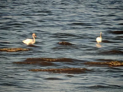 Lake Natron - Photo 2