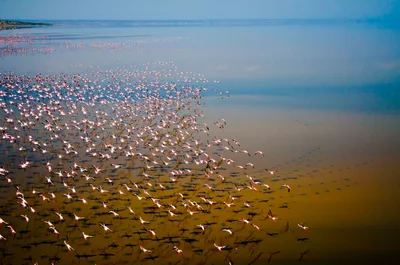 Lake Natron - Photo 4