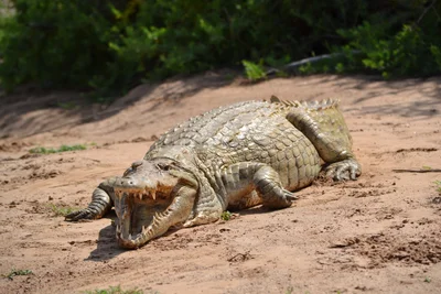 Tsavo National Park East - Photo 2