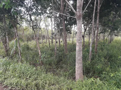Pulang Pisau - Photo 2