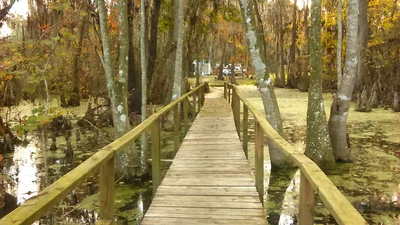 Lake Panasoffkee - Photo 4