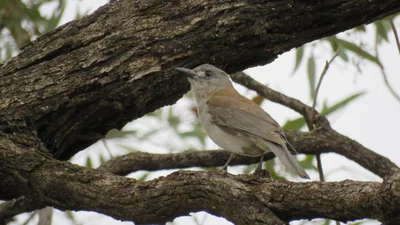 Lyrup - Photo 2