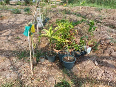 Bang Pahan - Photo 3