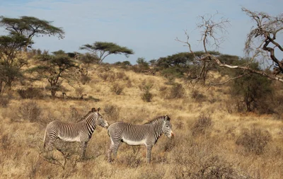 Samburu National Reserve - Photo 2