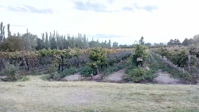 Rama Caida - Photo 3