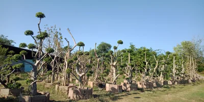 Phu Khiao - Photo 3