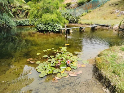 Whakamarama - Photo 4