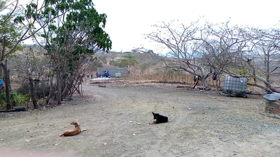 Jipijapa - Photo 4