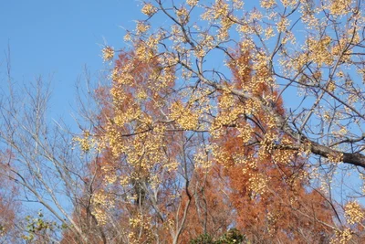 Kikuyou - Photo 5