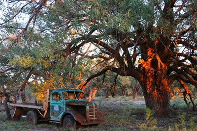 Wilcannia - Photo 2