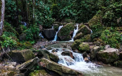 Acacias - Photo 4