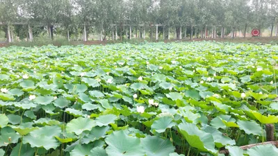 Minquan County - Photo 4