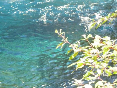 Caburgua - Photo 5
