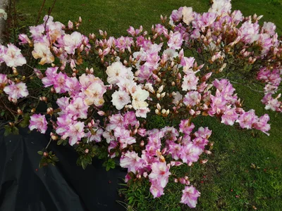 Te Puke - Photo 5