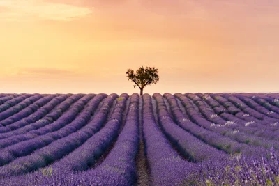 Alpes-de-Haute-Provence - Photo 3