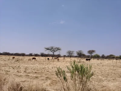 Otjiwarongo - Photo 2