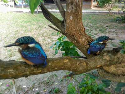 Pangani - Photo 3