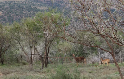 Blue Crane Route Local Municipality - Photo 5