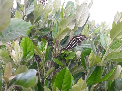 Ambositra - Photo 4