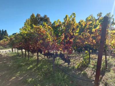 Yountville - Photo 2
