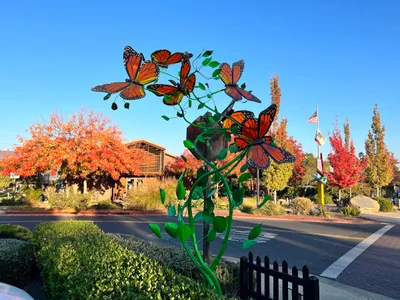 Yountville - Photo 5