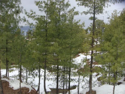 New Murree - Photo 4