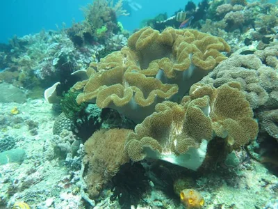 Lembata Island - Photo 3