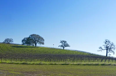Paso Robles - Photo 3