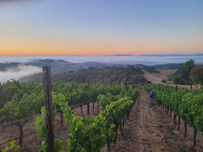Paso Robles - Photo 5