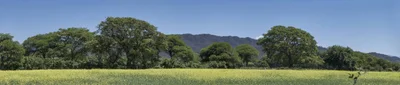 La Vina - Photo 4