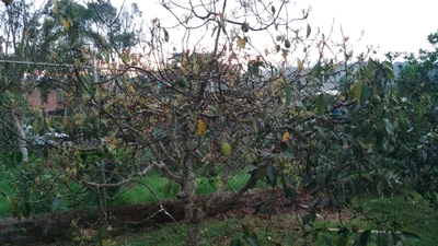 Pavas - Photo 2