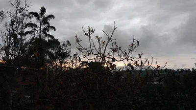 Pavas - Photo 3