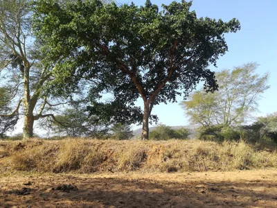 uPhongolo Local Municipality - Photo 3
