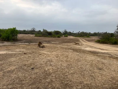 Gorongosa National Park - Photo 2