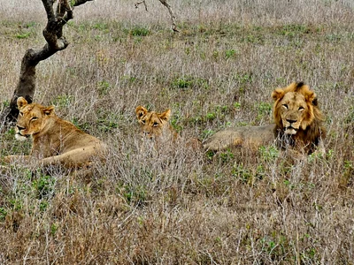 Gorongosa National Park - Photo 4