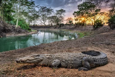 Gorongosa National Park - Photo 5