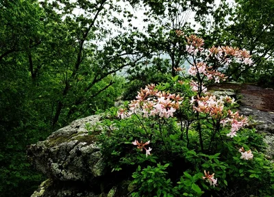 Mountain View - Photo 5