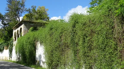 Caldas da Rainha - Photo 2
